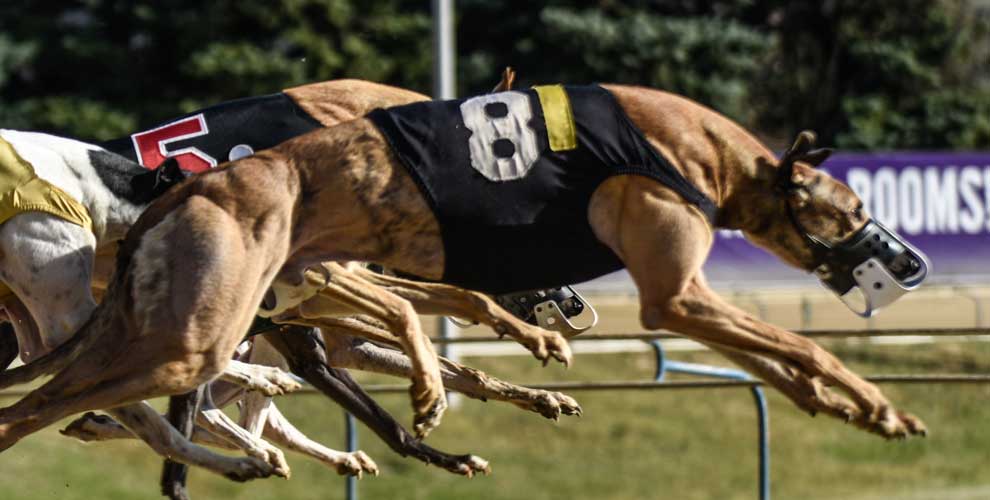 Greyhound Racing | Live & Simulcast Racing in Cross Lanes, WV