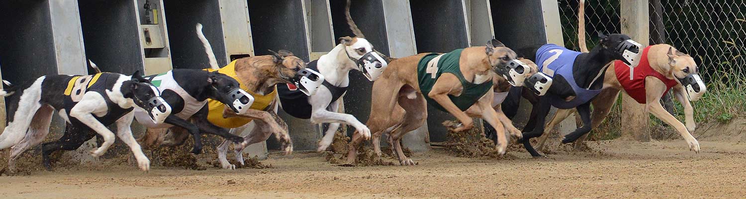 Greyhound Dogs | Dog Racing Cross Lanes, WV