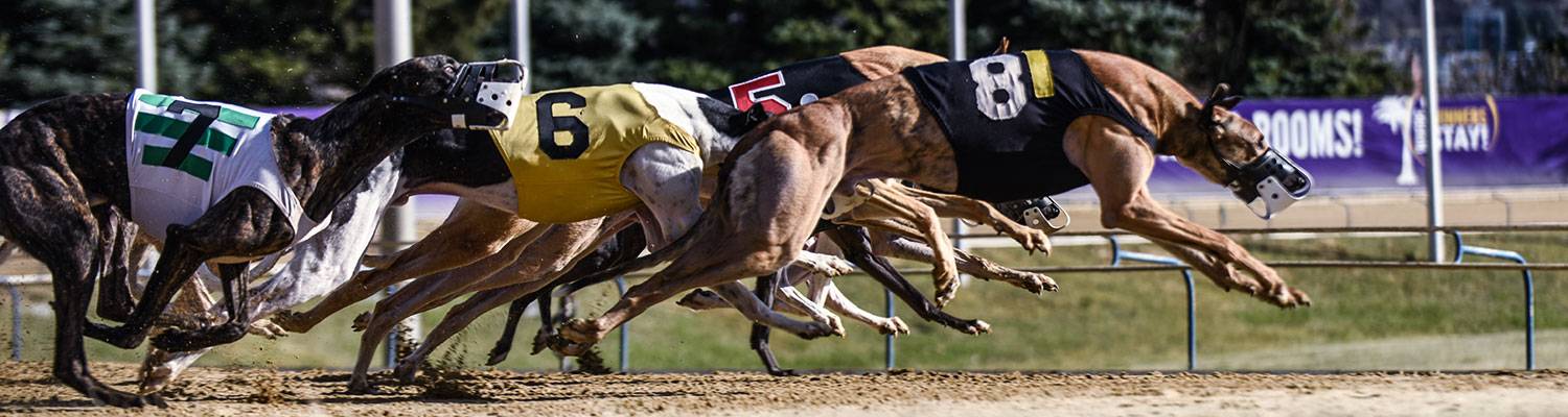 Greyhound Dogs Running | Dog Racing at Mardi Gras Casino & Hotel