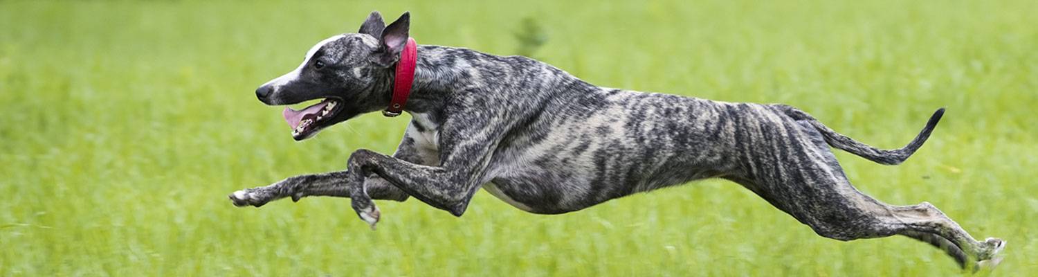 Greyhound Dog | Learn how to adopt a retired greyhound racing dog