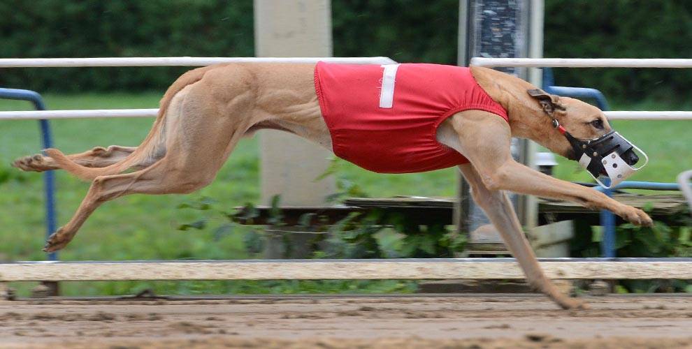 Greyhound Dog Running