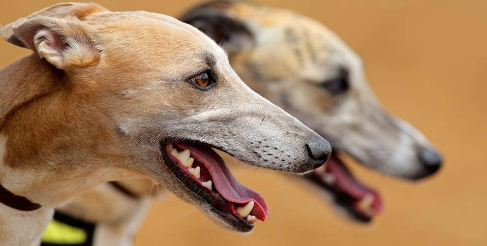 Greyhound Dogs