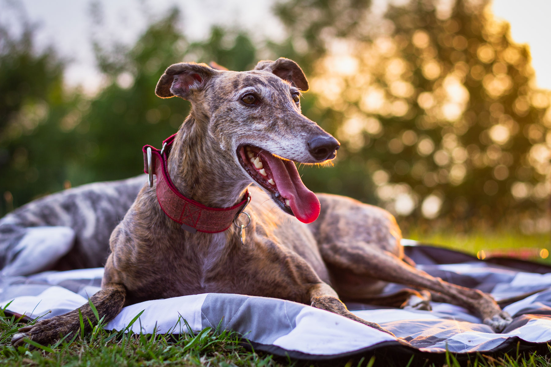 Adopt a Retired Racer - Greyhound laying on blanket as sun goes down