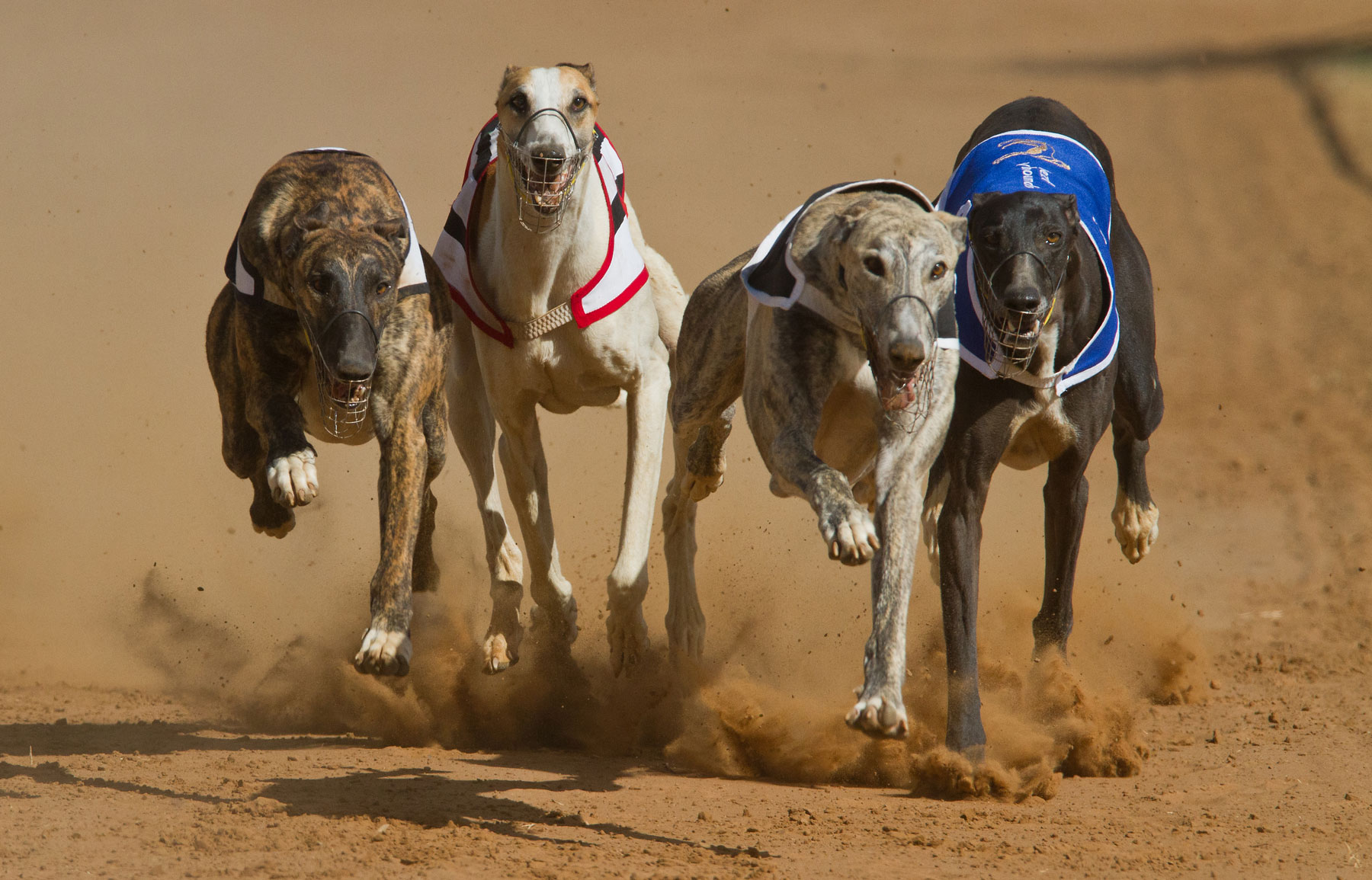 Greyhound Racing - Four greyhounds in a close race, each eagerly looking to be the first to reach the finish line