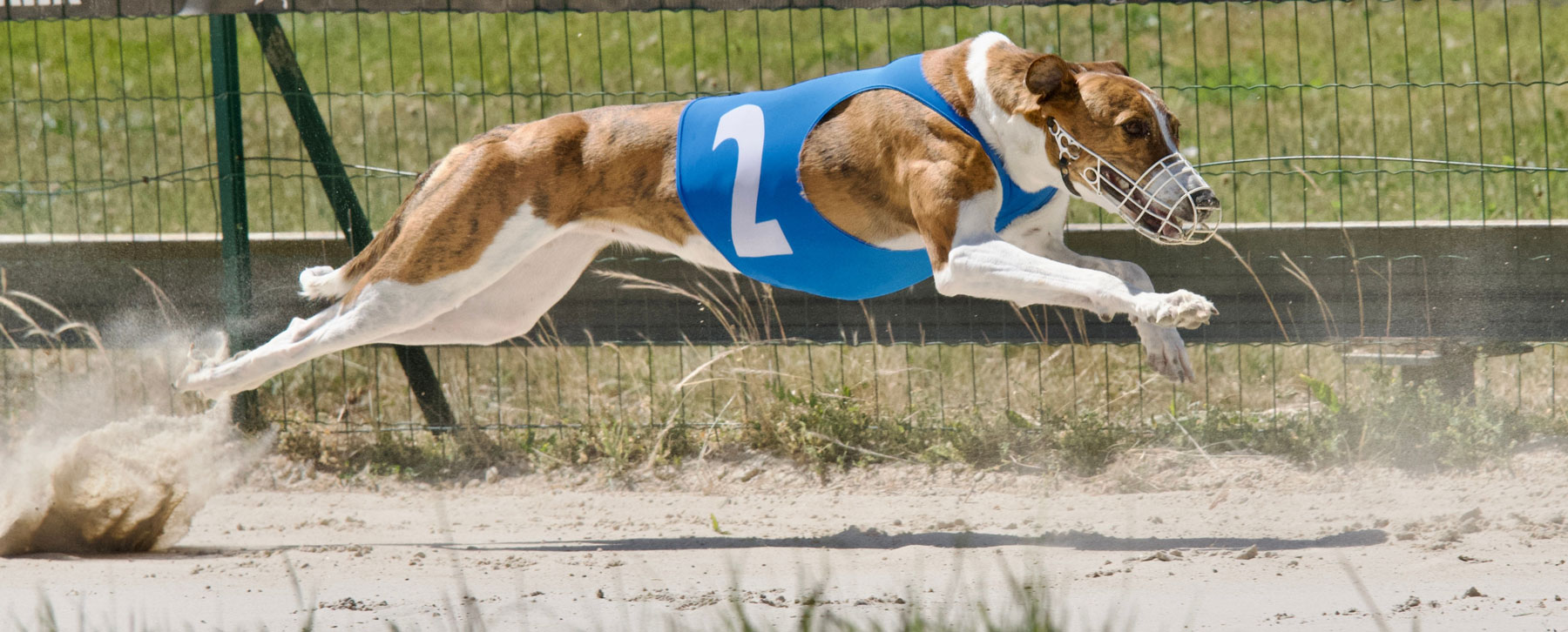 Greyound Racing - A single greyhound in a mad dash to the finish line